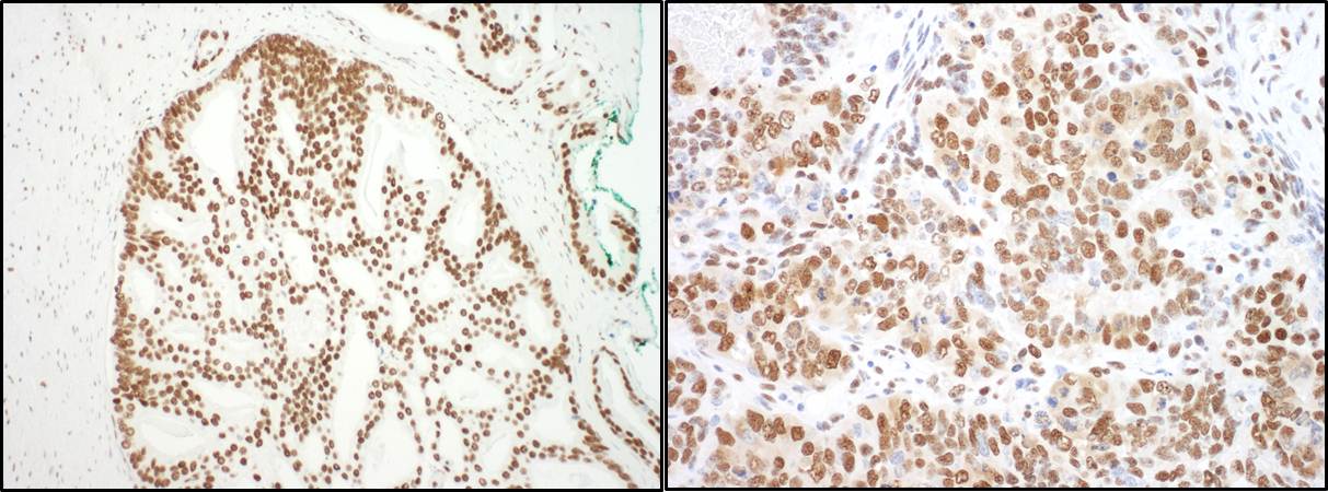 Detection of human and mouse SF3B3 by immunohistochemistry.
