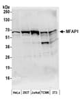 Detection of human and mouse MFAP1 by western blot.