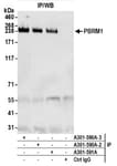 Detection of human PBRM1 by western blot of immunoprecipitates.