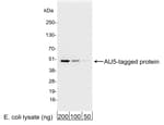 Detection of AU5-tagged protein by western blot.