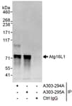 Detection of human Atg16L1 by western blot of immunoprecipitates.