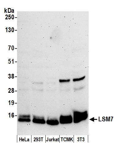 Detection of human and mouse LSM7 by western blot.