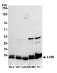Detection of human and mouse LSM7 by western blot.