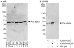 Detection of human and mouse Pur-alpha by western blot (h and m) and immunoprecipitation (h).
