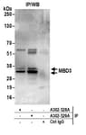 Detection of human MBD3 by western blot of immunoprecipitates.