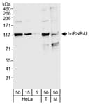 Detection of human and mouse hnRNP-U by western blot.