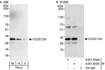 Detection of human CCDC124 by western blot and immunoprecipitation.