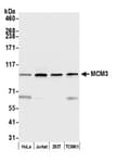 Detection of human and mouse MCM3 by western blot.