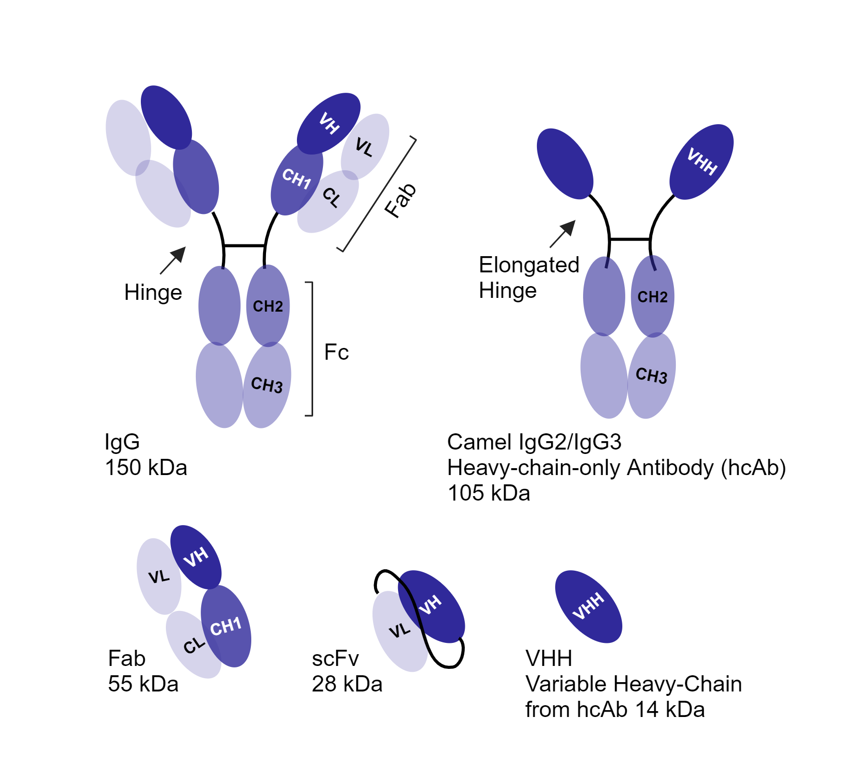 Diagram of full-length antibodies and antibody fragments including heavy-chain-only antibodies, Fab, scFv, and VHH/single-domain antibodies. 