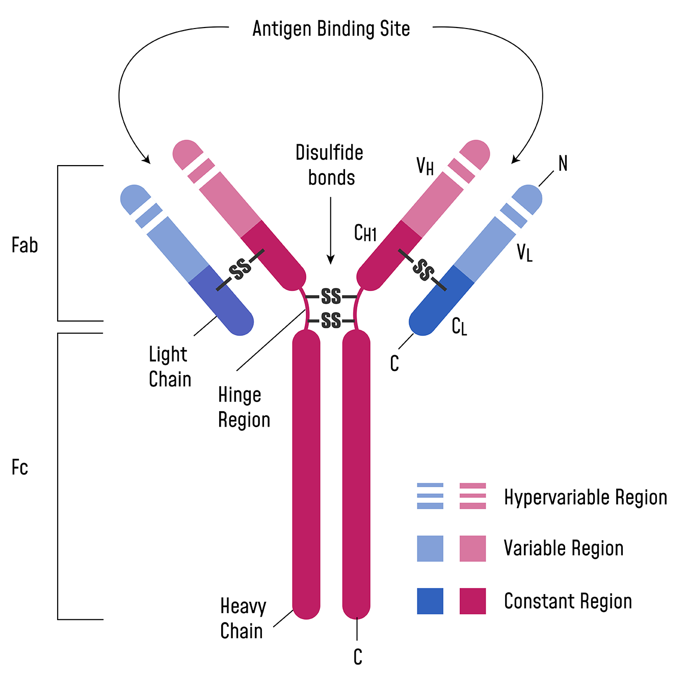 Monoclonal antibody diagram showing the light chain, heavy chain, antigen binding site, disulfide bonds, and Fab and Fc fragments.