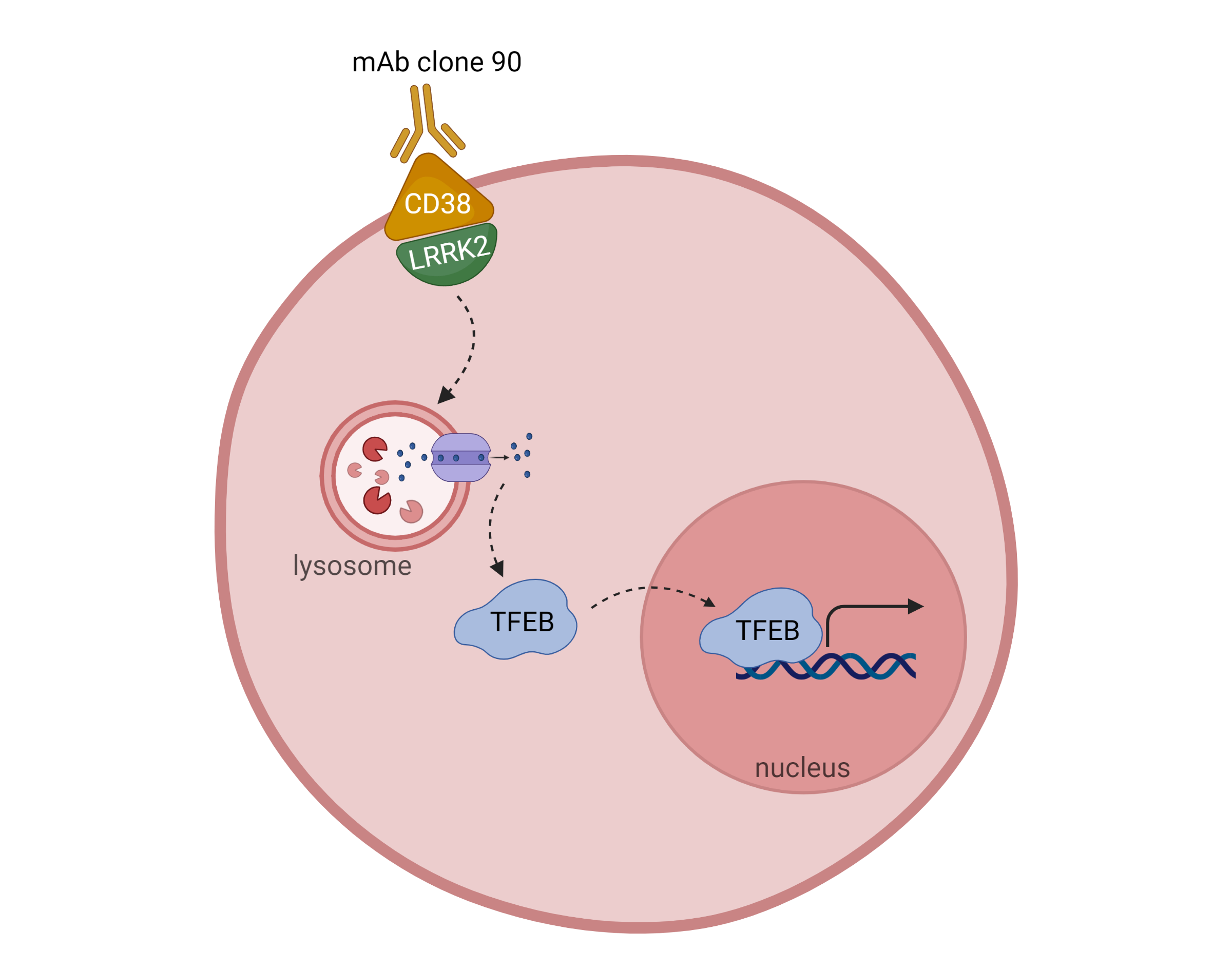 Novel Autophagy Pathway Links CD38 and LRRK2 to TFEB Nuclear Translocation