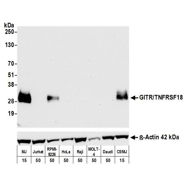 Detection of human GITR/TNFRSF18 by WB of MJ, Jurkat, RPMI-8226, HeLa, Raji, MOLT-4, Daudi, and C5/MJ lysate.