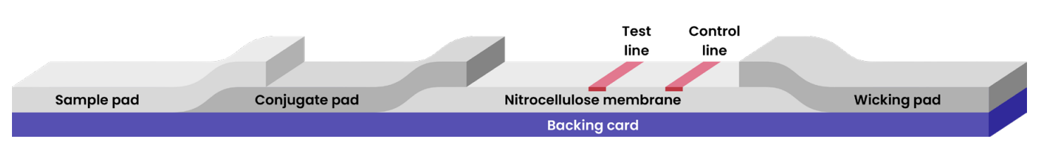 Lateral flow assay test components.