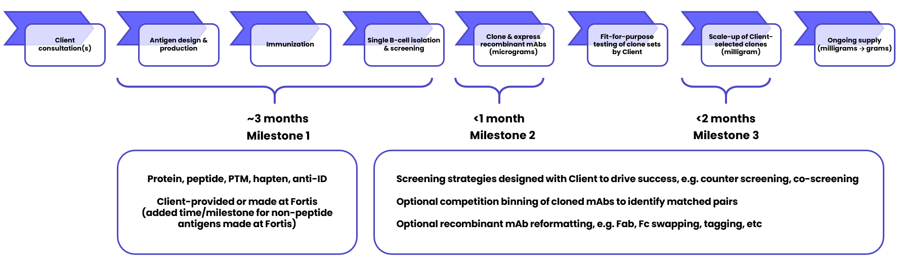 A timeline of the Fortis custom monoclonal antibody generation process. Milestone 1 takes approximately 3 months and includes client consultations, antigen design and production by the client or by Fortis, immunization, and single B cell isolation and screening. Cloning and expressing micrograms of the recombinant monoclonal antibodies takes less than one month and is milestone 2. Then, the client performs fit-for-purpose testing of the clone sets. Scaling up of the client-selected clones to milligram levels, to reach milestone 3, takes less than 2 months. Finally, Fortis can provide an ongoing supply of the antibody.