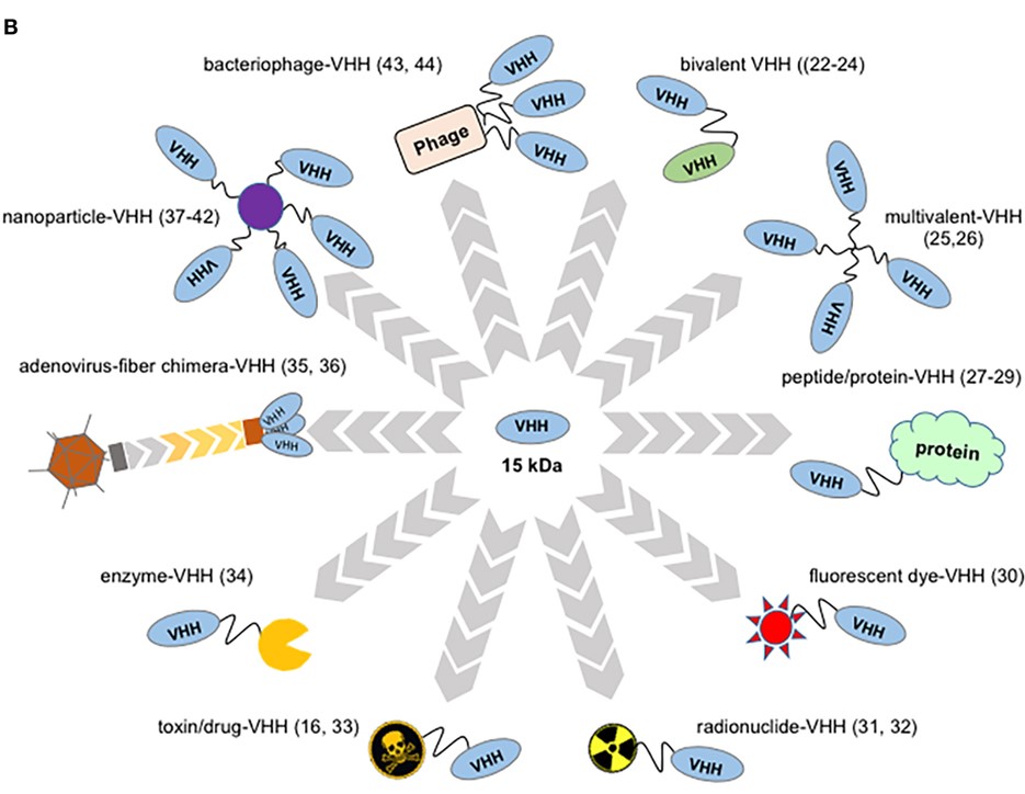 Diagram of the multitude of downstream VHH engineering options including bivalent VHH, enzyme-VHH conjugates, nanoparticle-VHH conjugates, and protein-conjugated VHH.