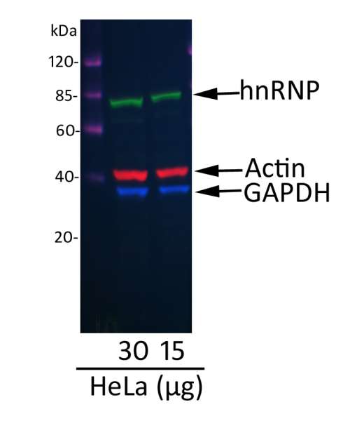 Multiplex fluorescent western blot