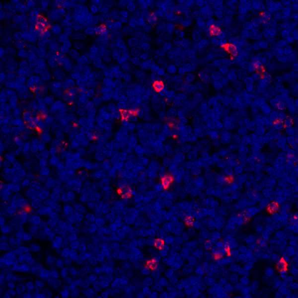 Detection of human LAG3 (red) in FFPE tonsil by IHC-IF.
