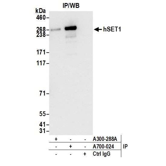 Detection of human hSET1 by WB of immunoprecipitates from HEK293T lysate.