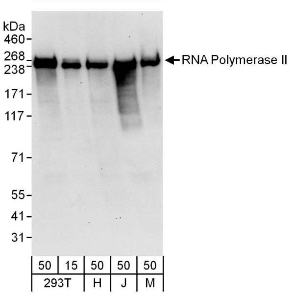 Detection of human and mouse RNA Polymerase II by western blot.