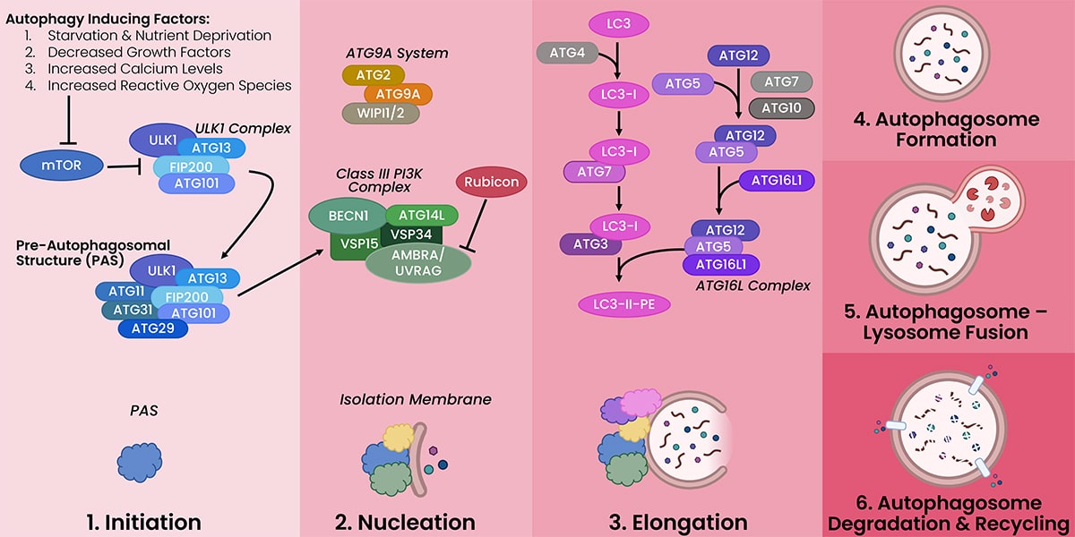 Autophagy is a multi-step process consisting of six phases: initiation, nucleation, elongation, autophagosome formation, autophagosome-lysosome fusion, and autophagosome degradation & recycling. The Initiation phase is triggered by several potential autophagy inducing factors, and leads to the formation of the ULK1 complex and the pre-autophagosomal structure. The nucleation phase involves the ATG9a system, the class III PI3K complex, and the pre-autophagosomal structure. The elongation phase requires the ATG16L complex.