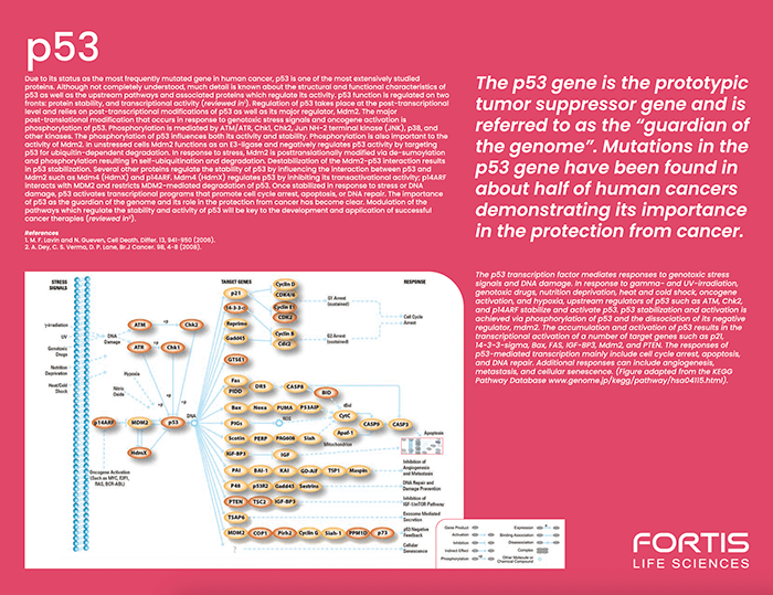 p53 Pathway Flyer