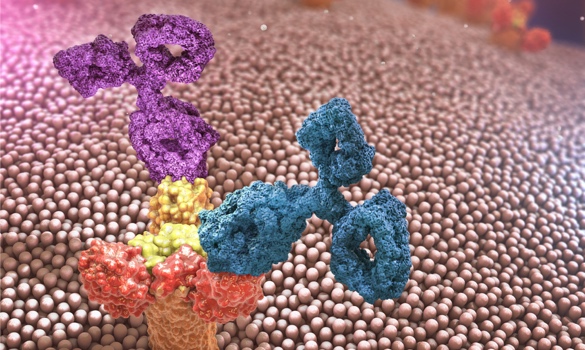 polyclonal antibodies