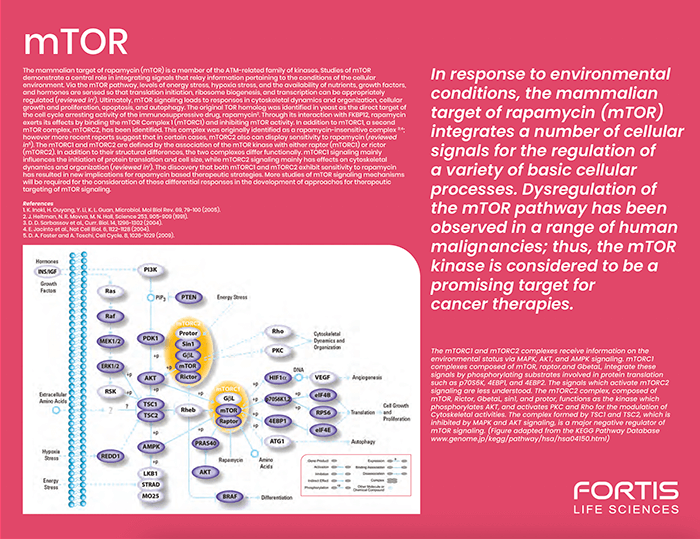 mTOR Pathway Flyer