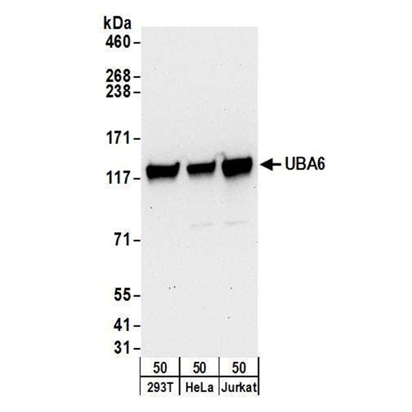 Detection of human UBA6 by WB of 293T, HeLa, and Jurkat lysate.