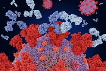 Two different therapeutic monclonal antibodies bind at different antigenic sites of the coronavirus spike protein.