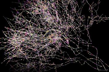 Neuron cells system - 3d rendered image of Neuron cell network on black background. Hologram view interconnected neurons cells with electrical pulses