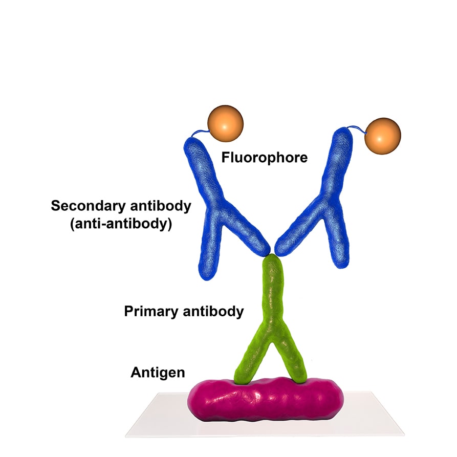 flow cytometry using dylight conjugated conjugated antibody
