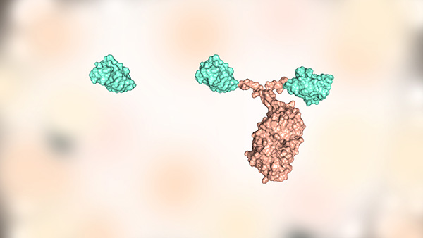Camelid nanobody or single domain antibody beside heavy chain only antibody