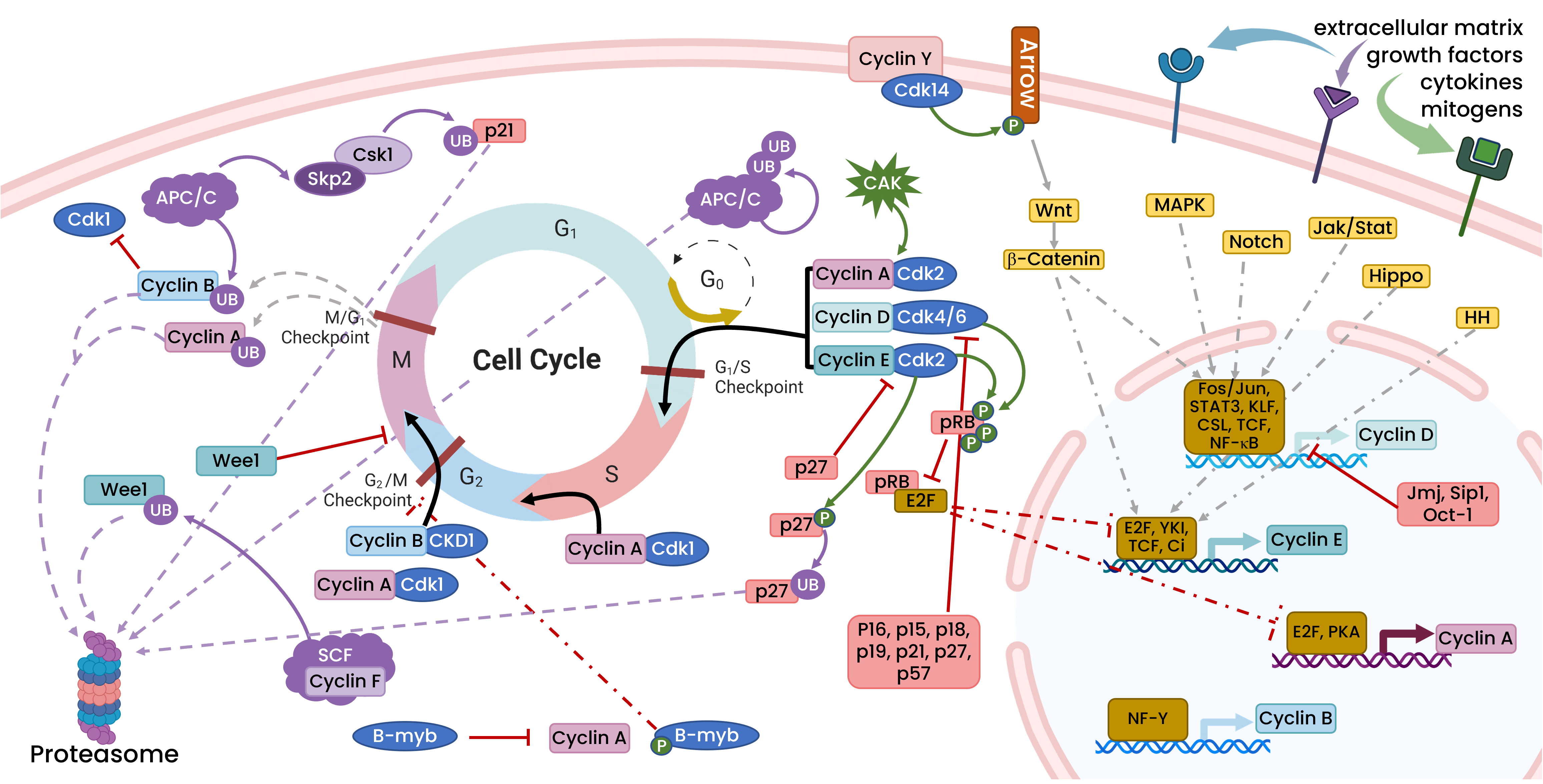 Diagram of cell proliferation