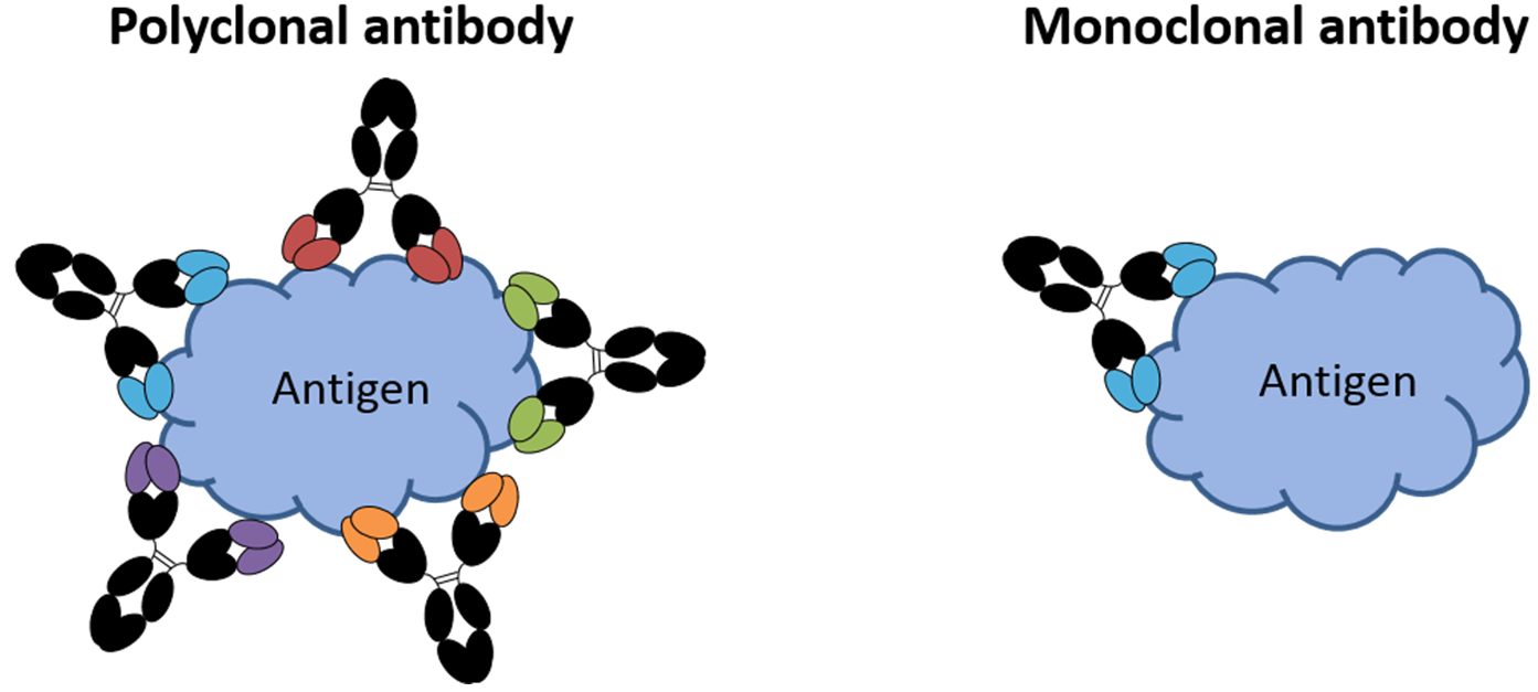 Antibody Selection for Lateral Flow Fortis Life Sciences