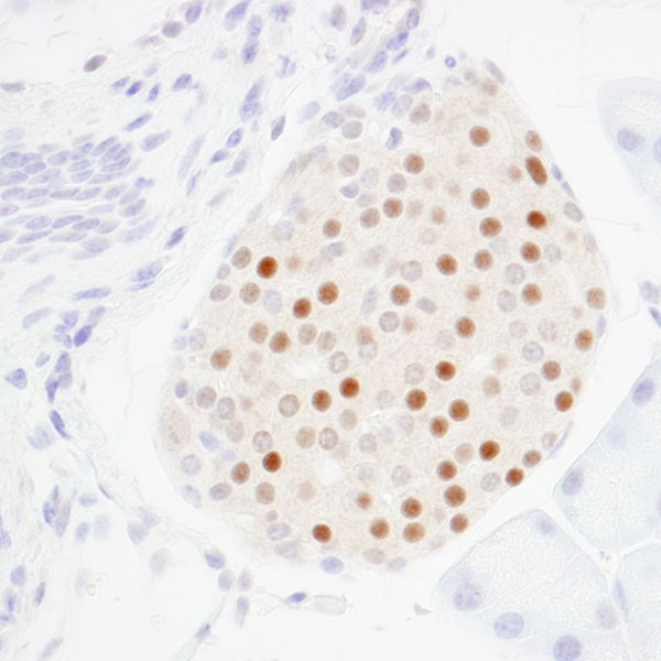 Detection of MafA in FFPE mouse pancreatic islet.