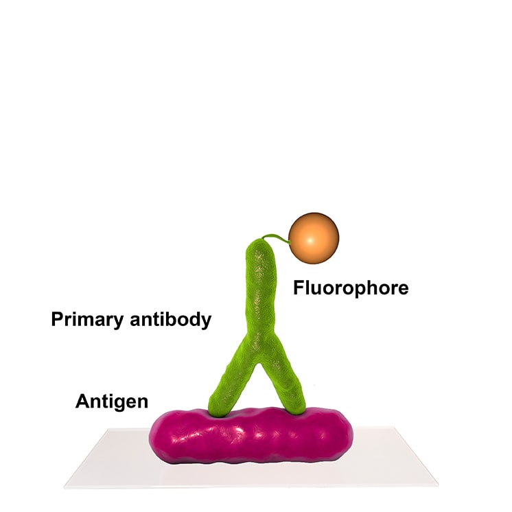 flow cytometry using dylight conjugated conjugated antibody
