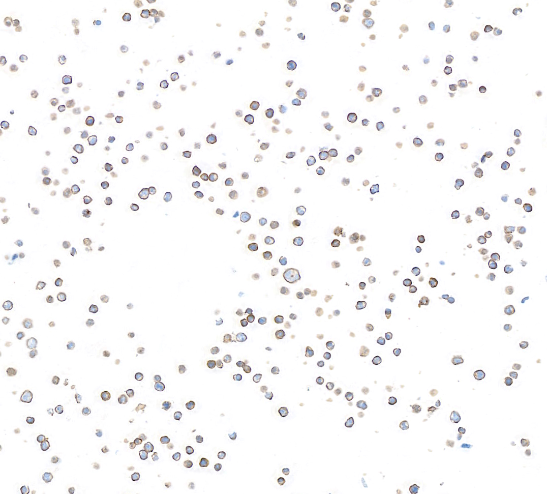 A700-137-T