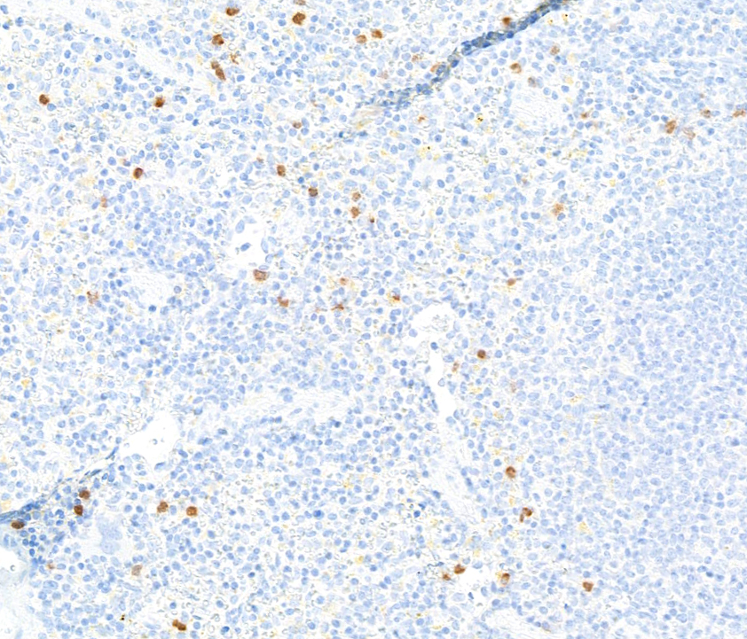 A500-029A-T