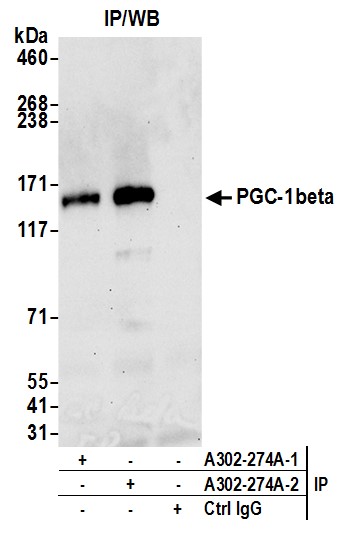 A302-274A-T