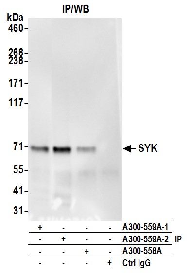 A300-559A-T