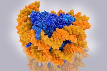 Nucleosomes form the fundamental repeating units of eukaryotic chromatin.