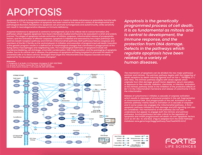 Apoptosis Pathway Flyer