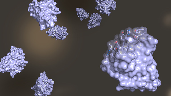 Single-domain antibodies or VHH domains