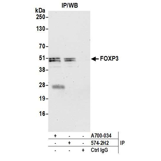 Detection of human FOXP3 by WB of immunoprecipitates from MJ lysate