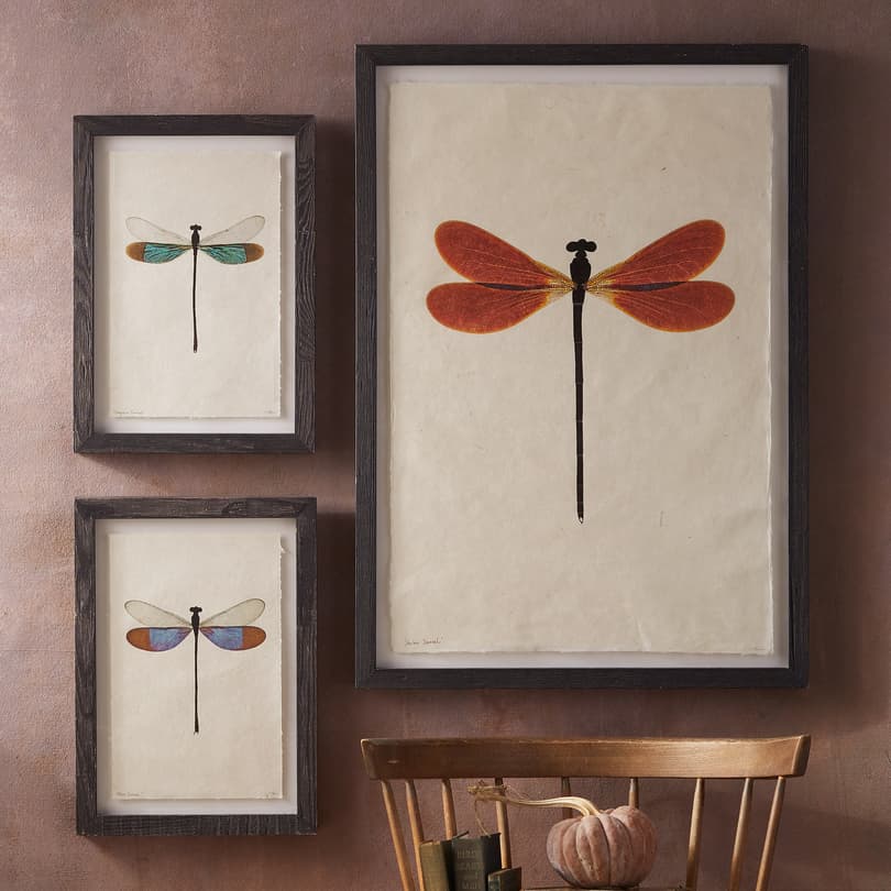 BARLOGA DRAGONFLY STUDIES PRINTS View 1