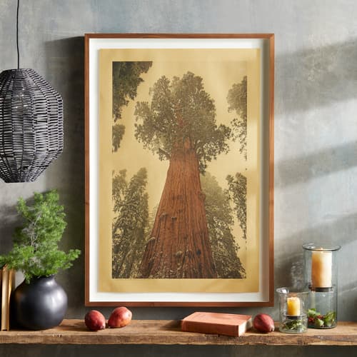 Sequoia National Park Print View 1