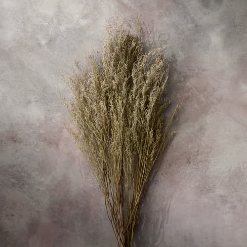 Countryside Dried Botanics