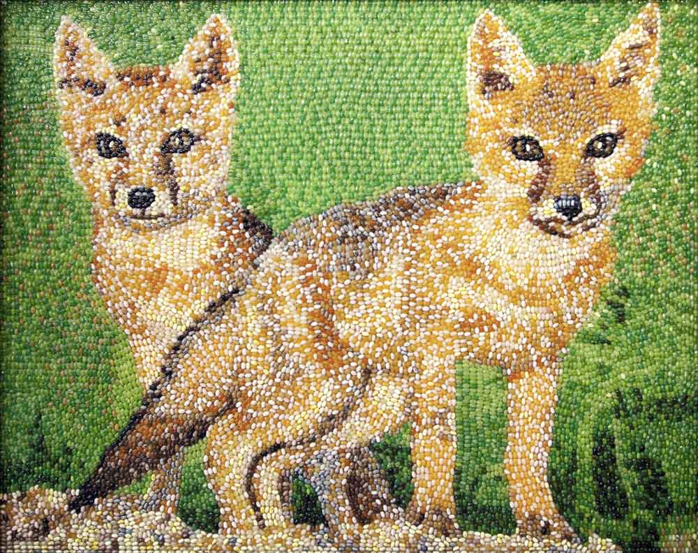 Canadian Swift Foxes